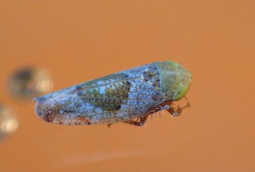 Réf. 217 573 : Hishimonus sp.